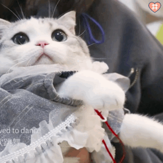 微信动图小表情包动图