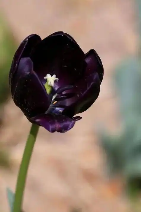 黑色郁金香(黑色郁金香在线播放)_植物知识网