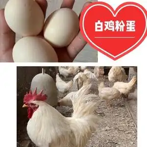 高产白来航下蛋鸡种蛋受精蛋可孵化正宗产蛋鸡王白来航白鸡蛋20枚