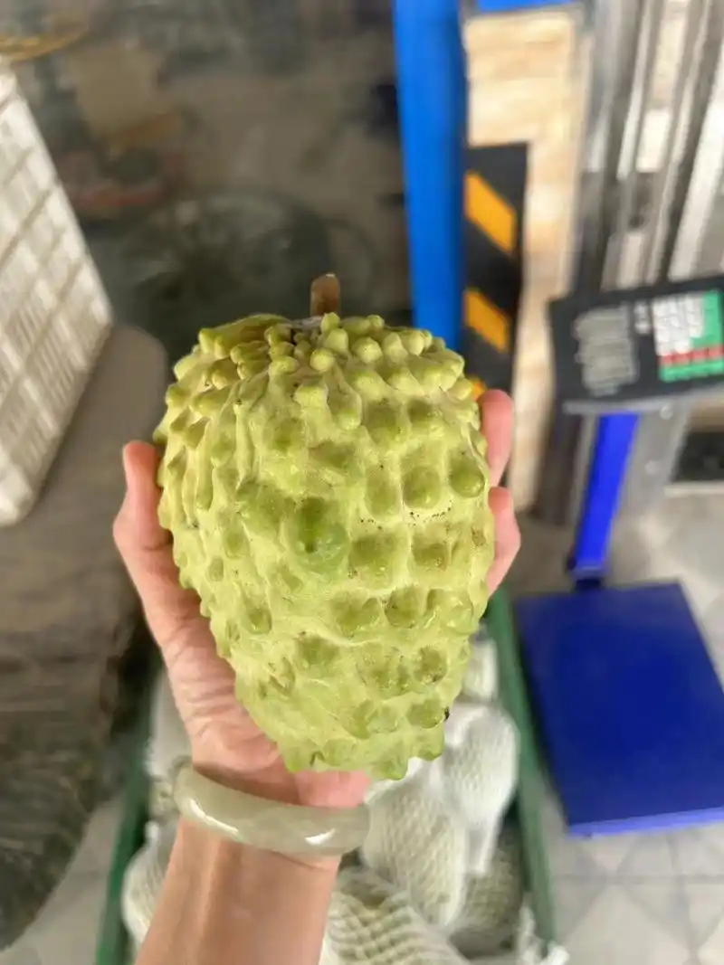 自家种的释迦果采摘期到咯.需要的扫码77 v 今年 - 抖音