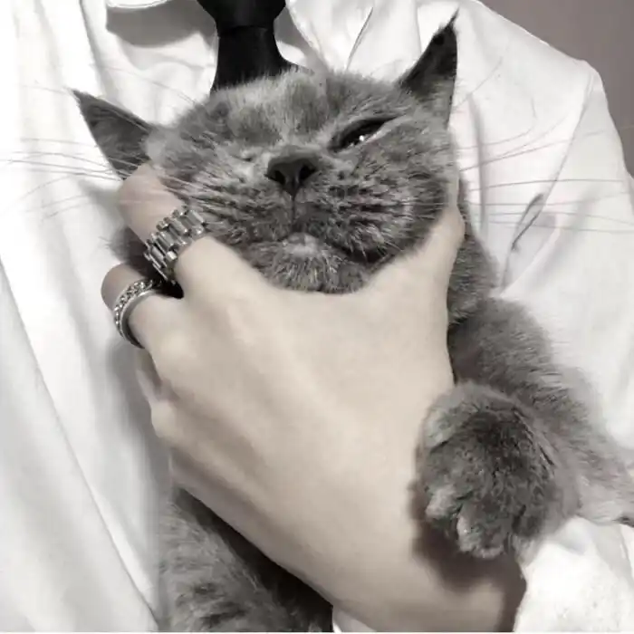 抱猫男头:猫有九命,唯有一心