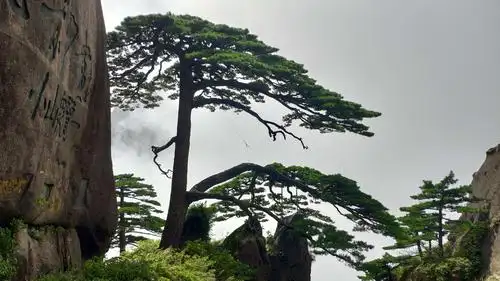 黄山之青松翠柏篇 2019-8-15