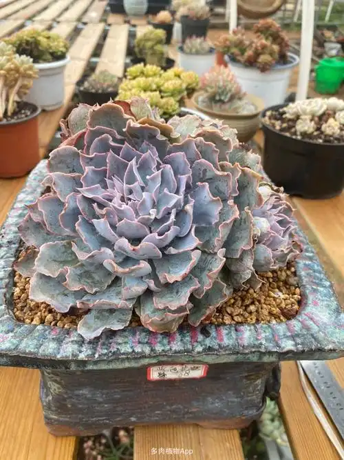 卷边薄叶包菜们——安娜泽维尔玫瑰/沙漠之星/皱叶皮氏/蓝色仓鹭/晨光