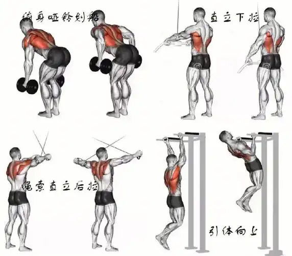 最全背部健身动作