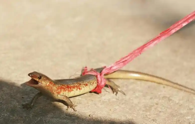 都把它当蛇以为有毒,胆大的抓了烤着吃,如今据说灭绝了|南方|四脚蛇