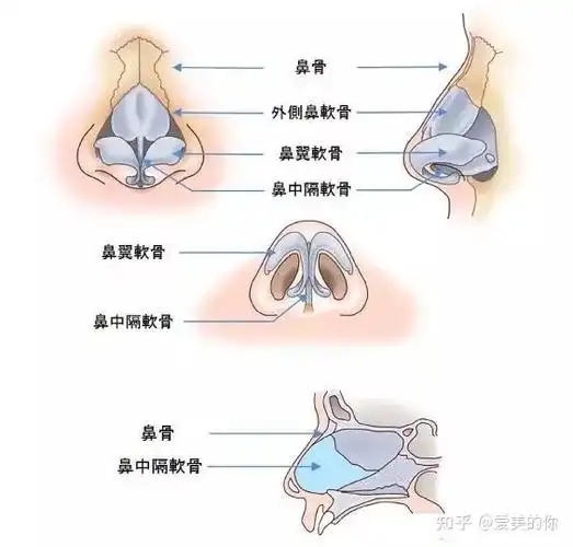 鼻子软骨不硬软软的鼻子会长歪吗_鼻子有点歪_鼻子歪 面相