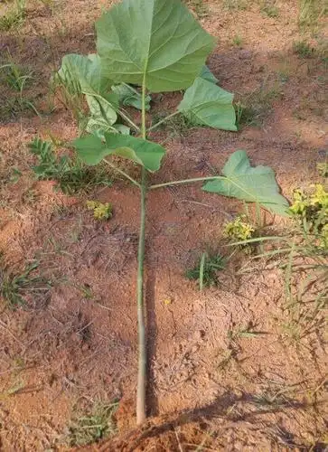 泡桐1-10公分泡桐苗,泡桐种根