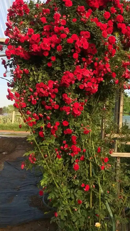 藤本四季红木香花量多花期长多季循环开花适合做拱门花墙花柱等-度小