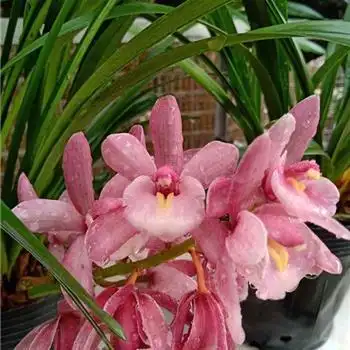 樱花7苗带3芽(本园开品图) - 中国兰花交易网