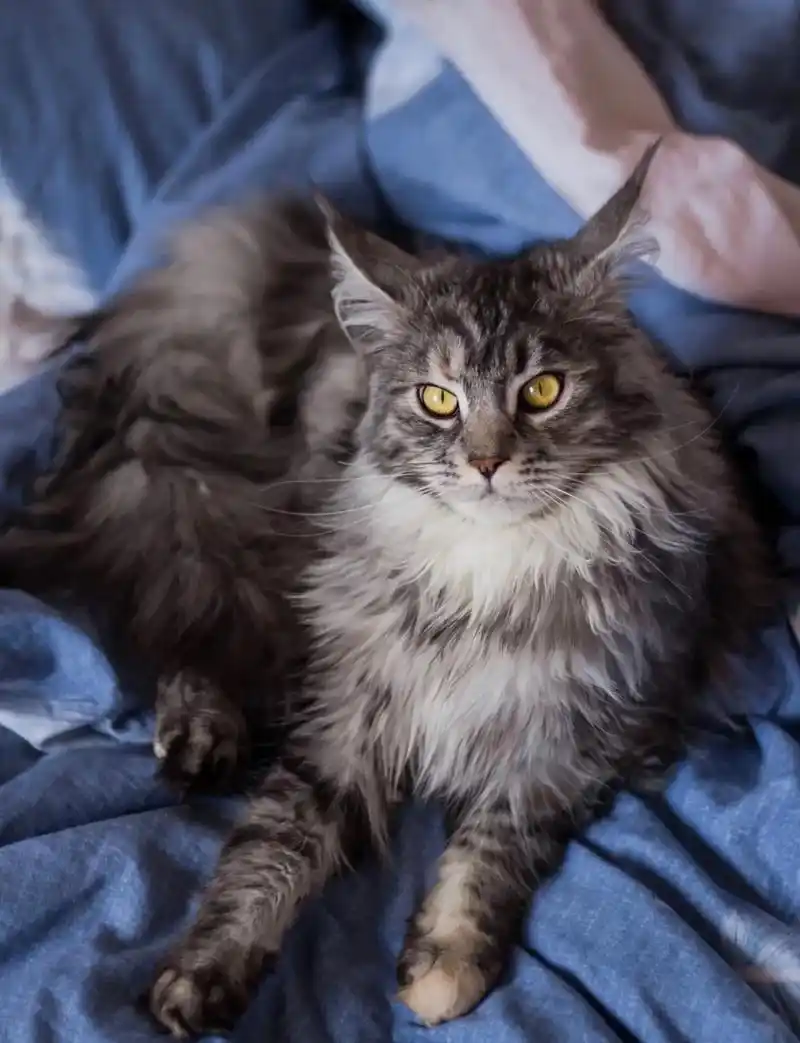 世界上最具有气质,最霸气的猫,天生自 - 抖音