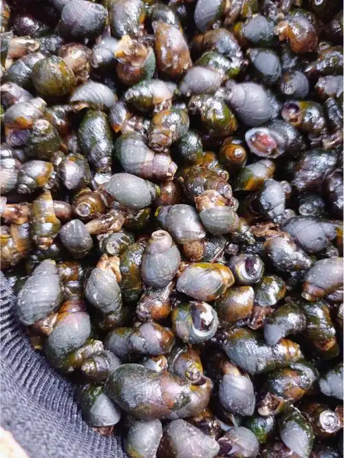 溪流中这种黑螺可以吃吗