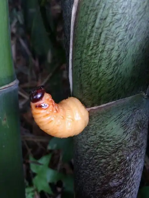 1斤冰鲜竹虫竹笋虫竹蛹大竹蛆笋蛆笋子虫生鲜笋子虫生鲜