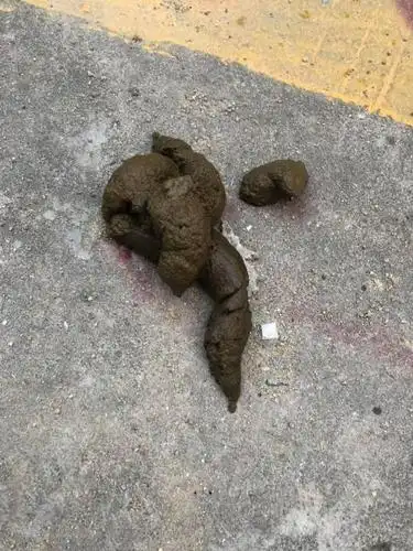 三个月大阿拉斯加拉的便便为什么条状后跟坨状