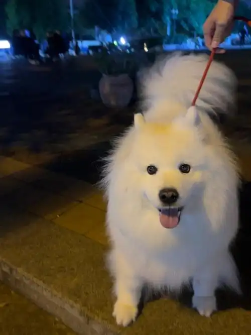 小狗的快乐复出日记  今天是个特别的日子,因为我家那只可爱的萨摩耶