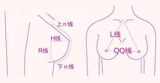 女性胸部长成怎么样才算美?