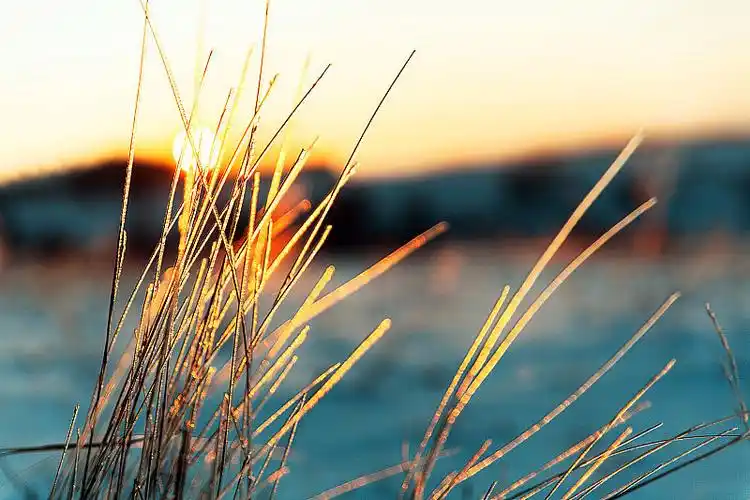 冬天日落景观.微距照片的冰草