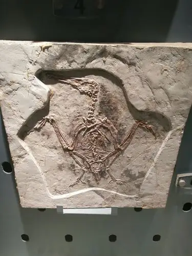 辽西鸟化石 距今已有13700-9600万年