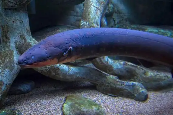 电鳗无天敌为什么没有泛滥幼年时自保能力弱繁殖力差