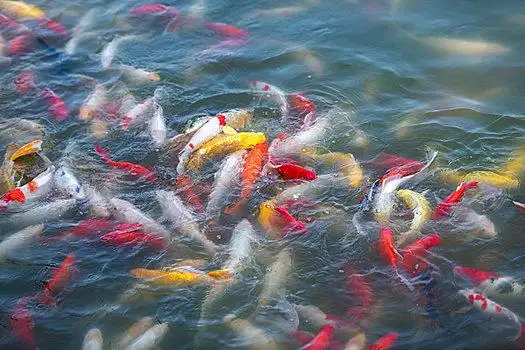 锦鲤庙会玩具锦鲤锦鲤锦鲤锦鲤锦鲤锦鲤锦鲤锦鲤锦鲤鲤鱼跳龙门雕塑