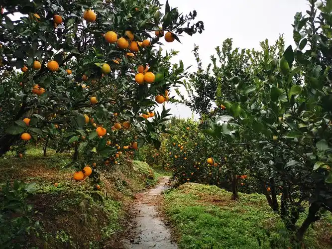 果农们背着背篓,拿着修枝剪正穿梭在果园里采摘最新鲜大个的橙子,让