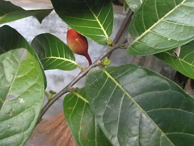 为什么箭毒木也叫"坚血奉喉"?_宇宙科普局