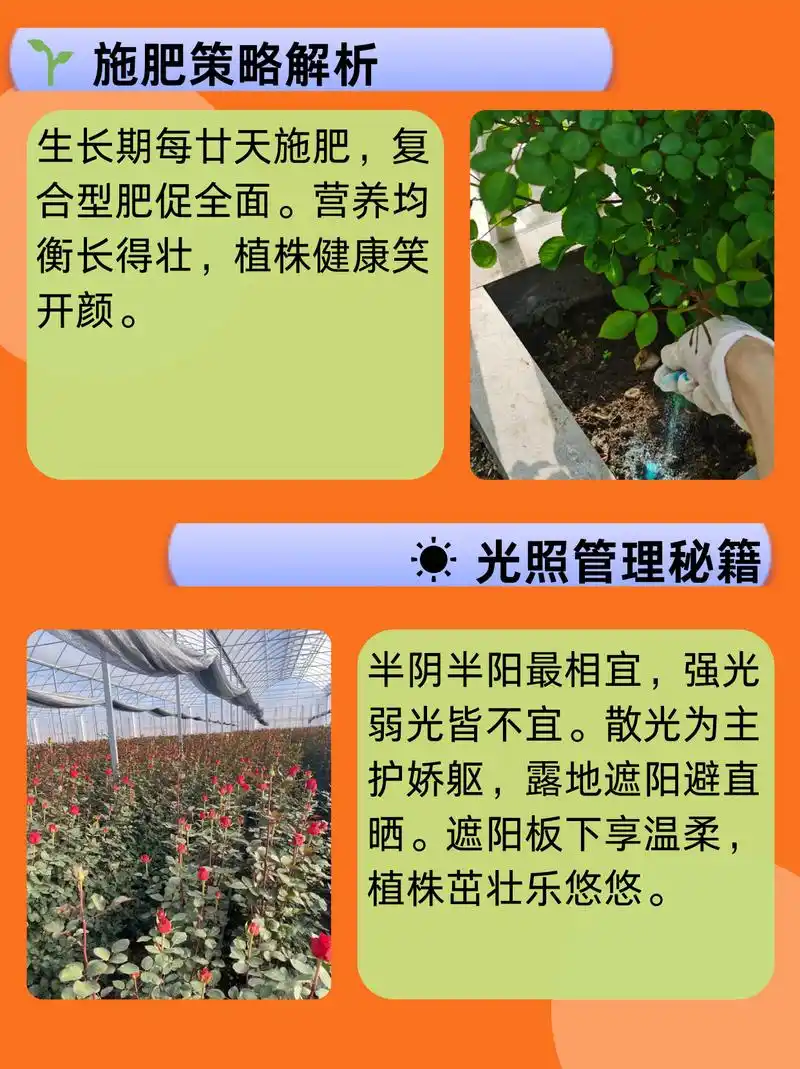 玫瑰花的种植方法及养护