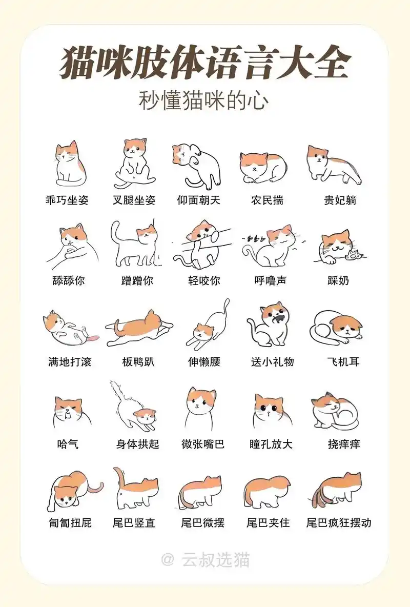 25种猫咪肢体语言大全.猫咪不会说话,但会用肢体语言对你说, - 抖音
