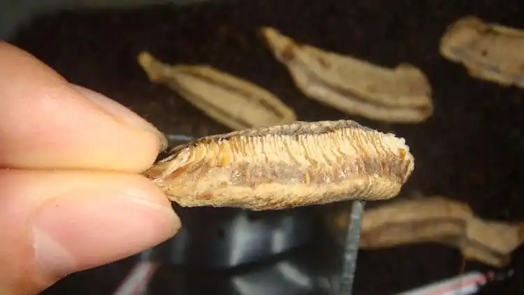 另类宠物中华大刀螳螂卵鞘眼斑兰花勇斧宽腹双盾薄翅螳现货