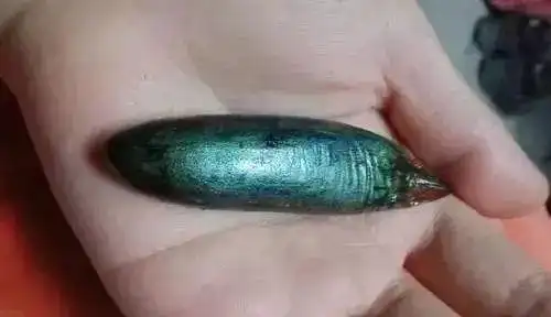 健康养生:鱼身上这个部位不要吃!