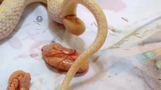 胎生白化蛇生产过程,难得一见
