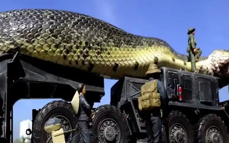 世界最珍贵的巨型蟒蛇,捕杀一条可能被判处无期徒刑!