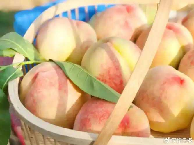 较往年提前3-5天999999"如今阳山水蜜桃成熟上市时间一年比一年
