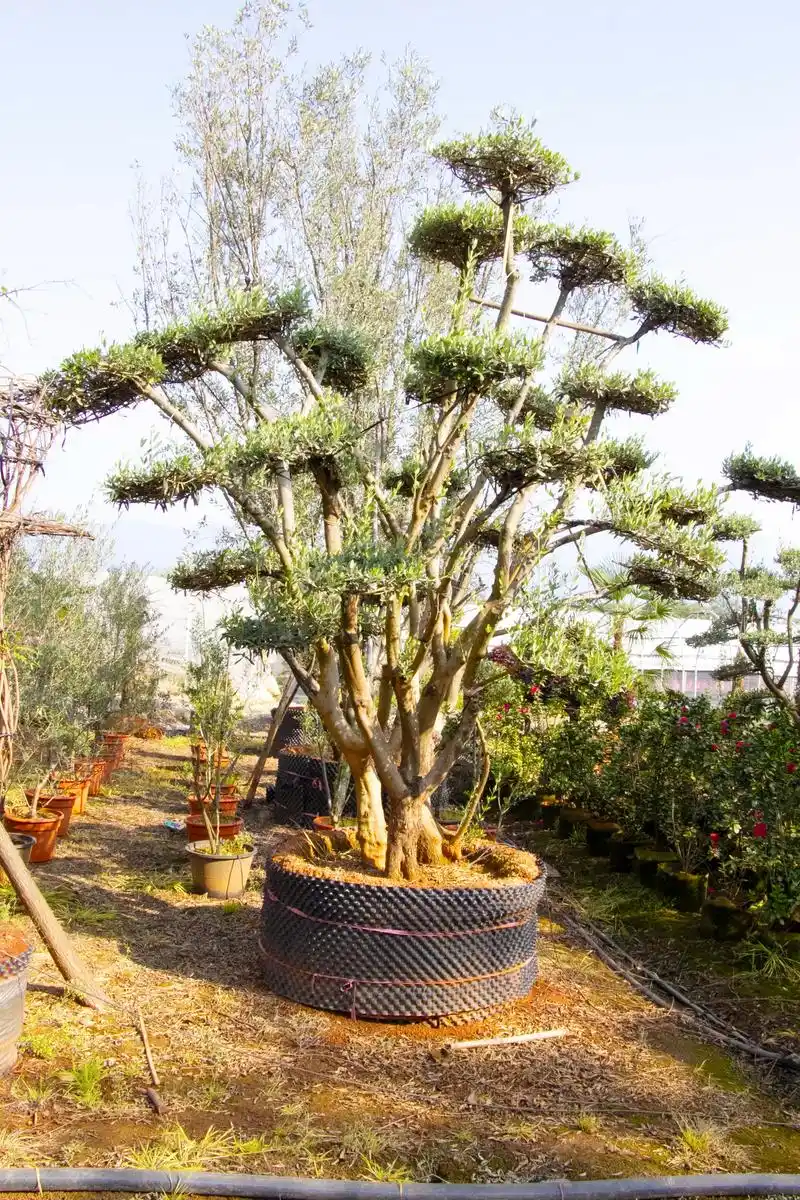 云南绿化苗木基地直供油橄榄造型树.