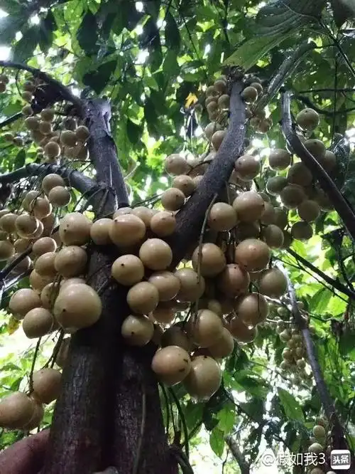 小六再度前来采摘野山竹,能让小六换表情,而四哥酸得颤抖的野果