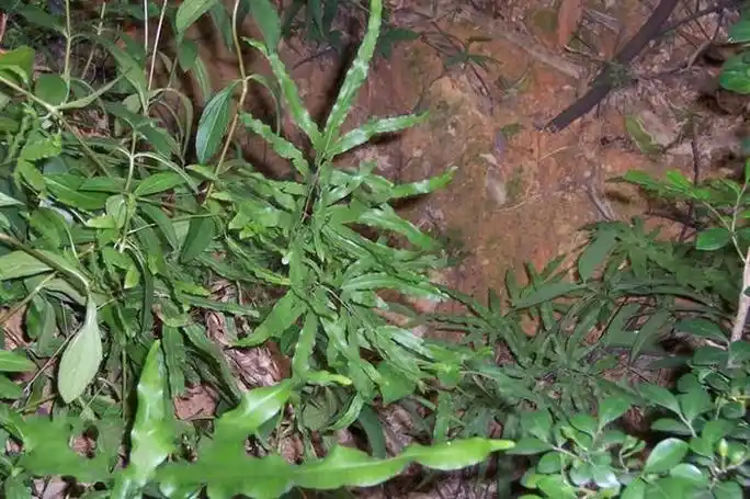 p>剑叶凤尾蕨(学名: i>pteris ensiformis /i> burm.