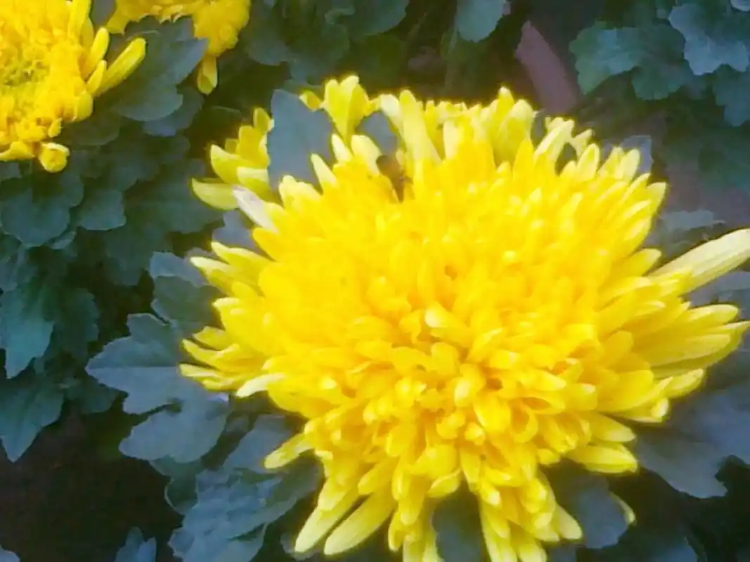 九月菊大菊花九月菊大菊花搞起来自繁自育品种规格最全欢迎老板砸单