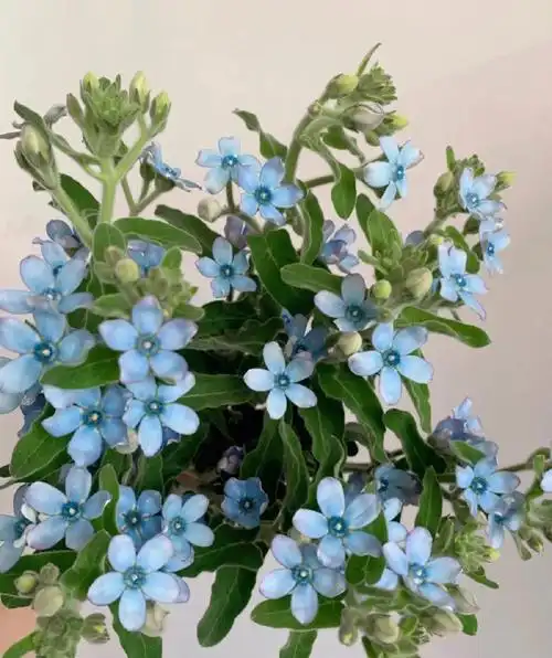 7615 蓝星花值得拥有,高级感拉满,配花束,单插都好看 花语有"互信