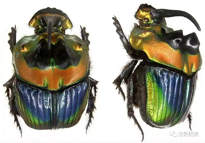 新热带界的耀眼王冠彩虹帝王粪金龟sulcophanaeusimperator
