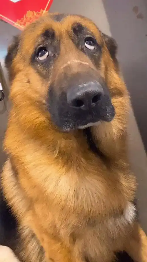 只要你开金口?大狼狗:你都给我5年媳妇了还没找到!