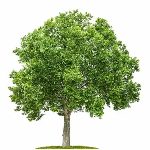 plant allergen guide