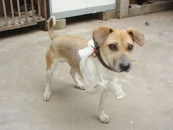 家犬失踪,一个月后却瘸着腿回来了,村民看一眼狗链子:快报警!