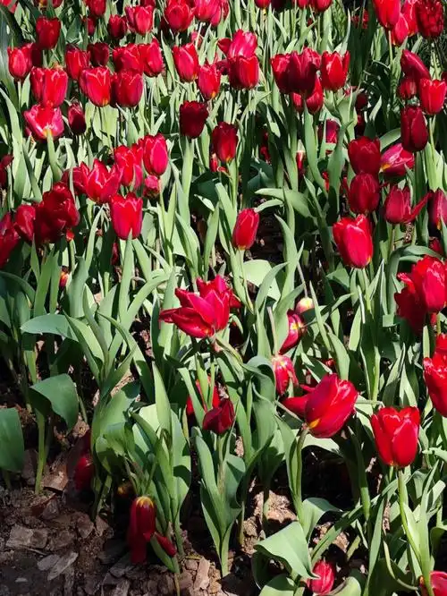 原图云台公园郁金香花展