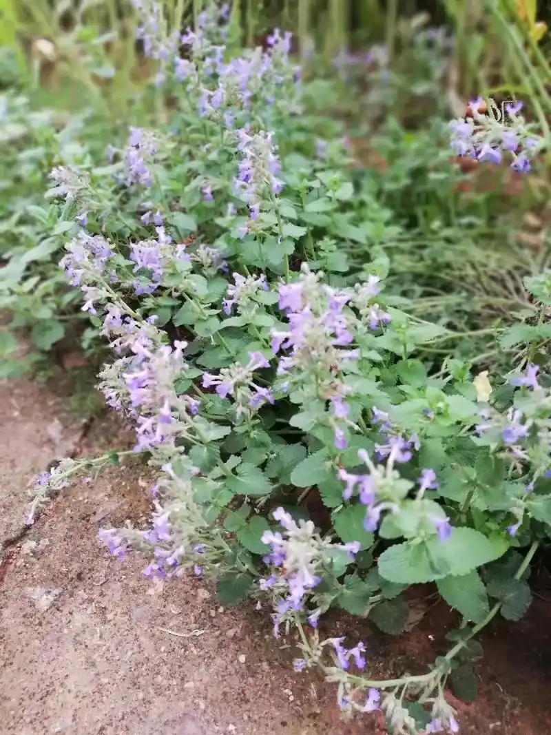 菜园里种了一些薄荷,开花了,薄荷旁边几乎 - 抖音