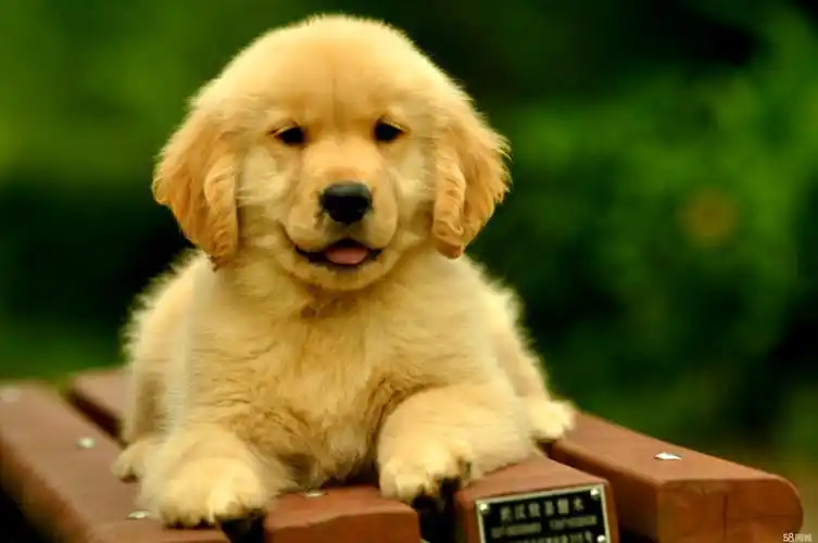 柯基犬 金毛幼犬 金毛犬 金毛狗 金毛浅色 金毛个人出售 金毛双血统