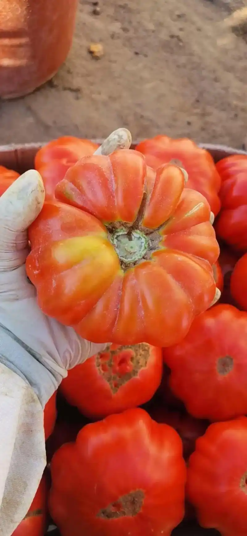大家好,本人自家培育老品种西红柿. 疫情期间,为方便大家购买 - 抖音