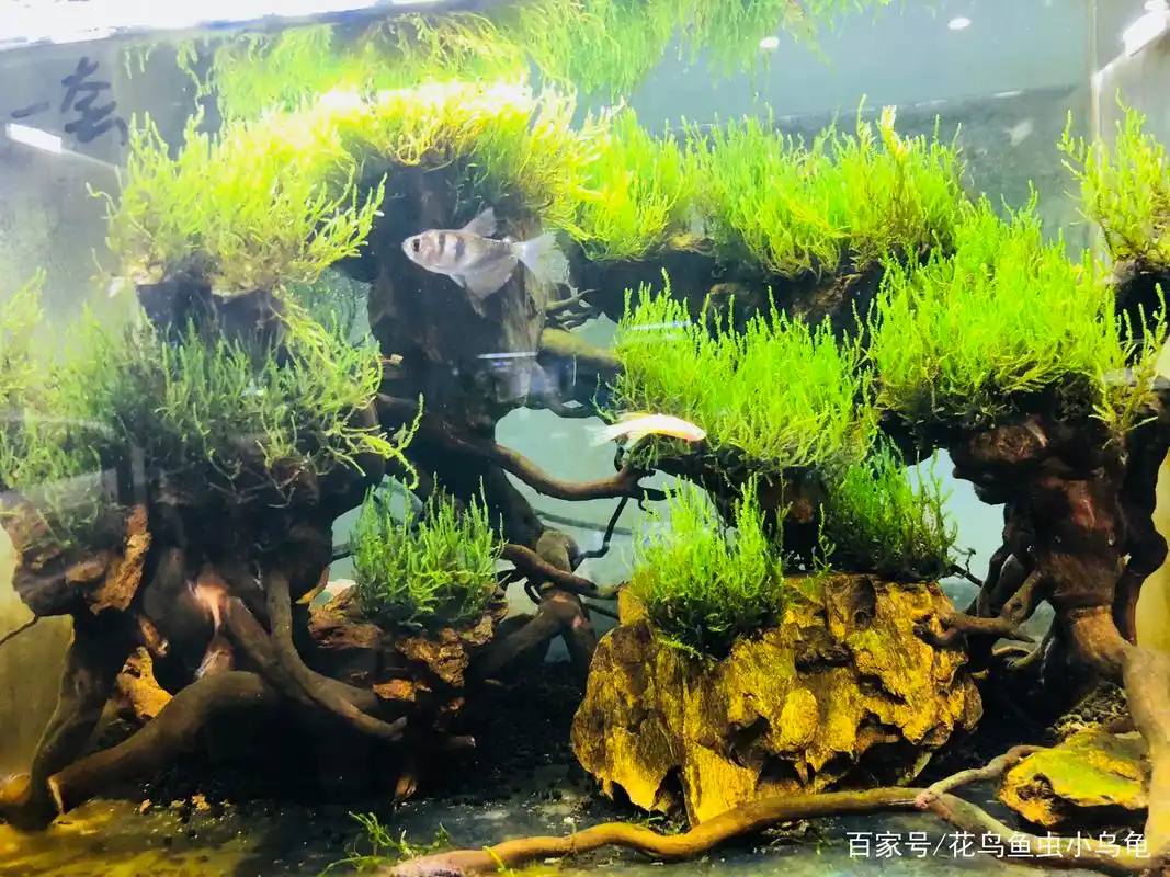 简简单单的水草缸造景,养鱼变得更加有趣(二)