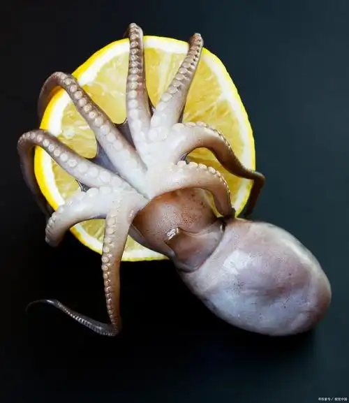 网购八爪鱼竟混入剧毒蓝环章鱼,男子差点吃了,商家想赔30块了事