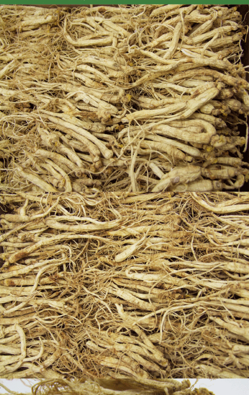 吉林特产 人参白参小支头无硫无薰 火锅底料生晒参