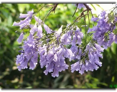 其它 阳春三月, 大桐世界,情窦初开,爱的使者…… 写美篇梧桐的花语是