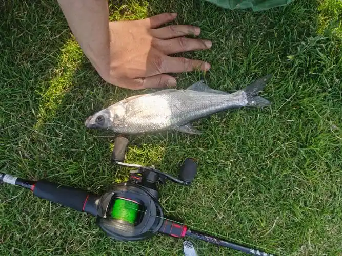 无奈换成了最后一个10克亮片没想到中了一天翘嘴开心,终于除了白条